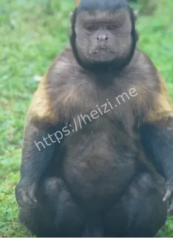 合肥野生动物园