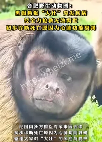 合肥野生动物园