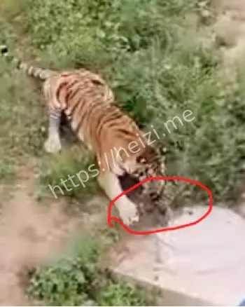 动物园管理漏洞