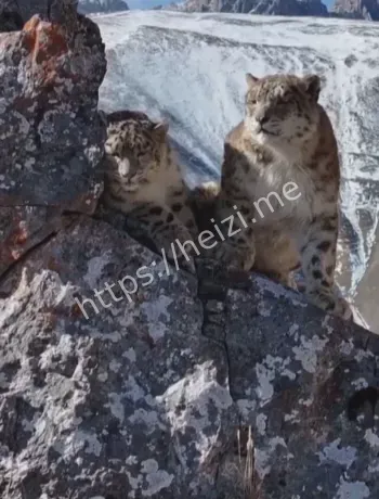 青海湖三只雪豹同框