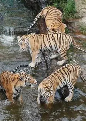 大连森林动物园观光车