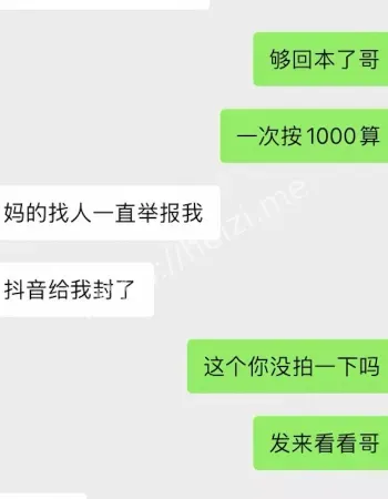 白兰鸽的事