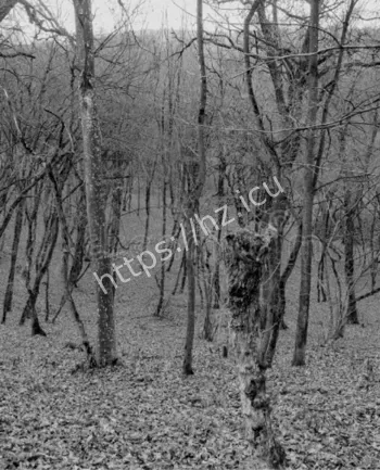 牧羊人失踪200羊传说