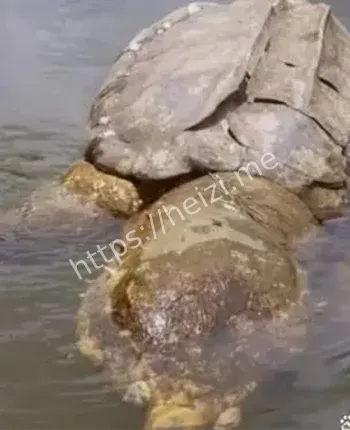 1965渔民目击王八