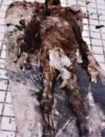 谣言传播科学分析